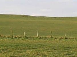 Grazing wanted for a horse and a pony