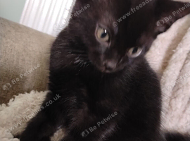 2 male kittens ready to go