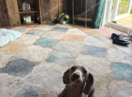 Dachshund girl for sale