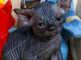 Rare Odd eyed parent shpynx kittens.