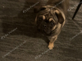 Not and girl pug for sale