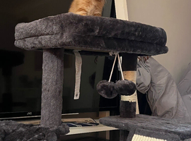 Beautiful kitten