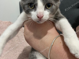 Grey & white female kitten