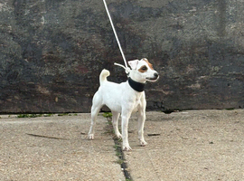 Jack Russell, girl