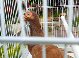 pigeons english barbs