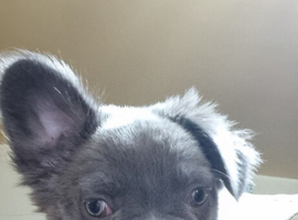 Fluffy French Bulldog Pups