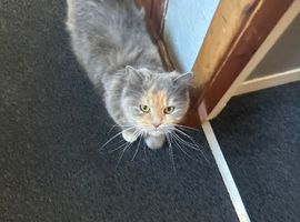 Rag doll
