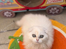 MISSING CAT STOLEN / NOT SEEN SINCE FRIDAY NIGHT