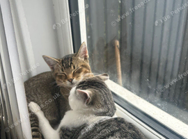 2 6 month old kittens