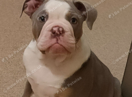 English bulldog puppy