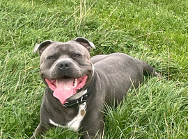 Stud Available