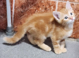 Kittens available