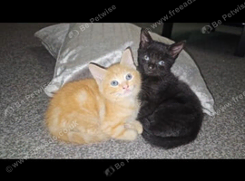 4 beautiful kittens left