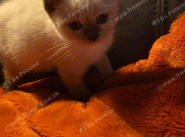 Scottish fold straight ear