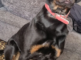 Rottweiler Girl 4 years Old