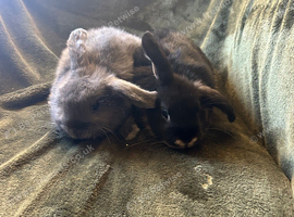 2 Quality mini lop girls for sale