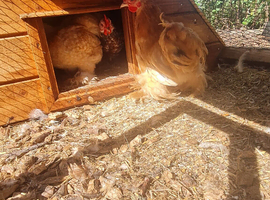 Pekin cockerels