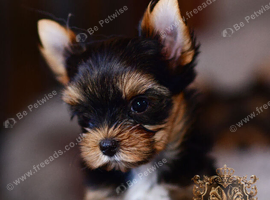 MINIATURE YORKSHIRE TERRIERS KC DNA TESTED PARENTS