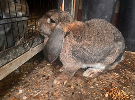 Female pure French lop