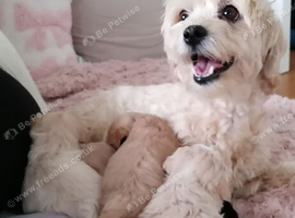 Maltipoo puppies