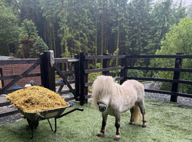 Shetland gelding looking for the right home
