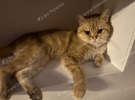Golden British shorthair