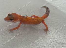 Hatchling tangerine leopard gecko