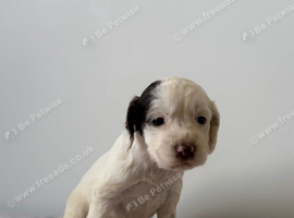 Boy cocker spaniel puppys