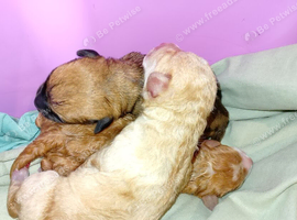 Puppies