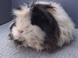 Gorgeous guinea pigs sows rare breeds