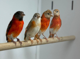 Red Siskin