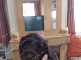 Cocker spaniels last two females