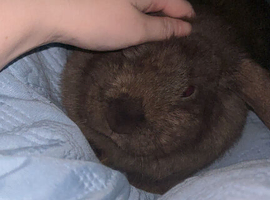 Delilah dwarf lop