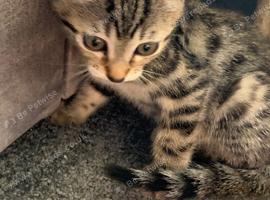 Young Female Bengal Kitten
