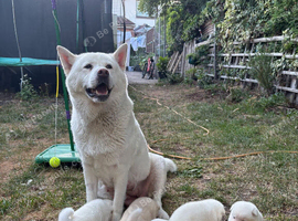 Akita Japanese