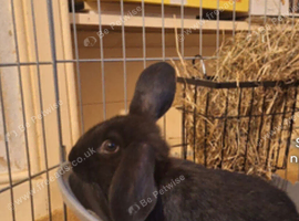12 week old rabbit