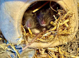 Pet rats