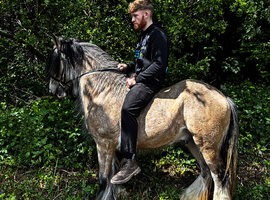 Top dun stallion 14.2 hands