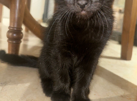 Bombay kitten