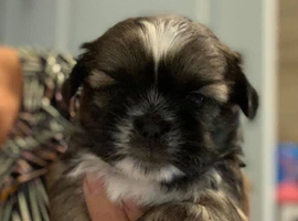 Shih tzu puppies