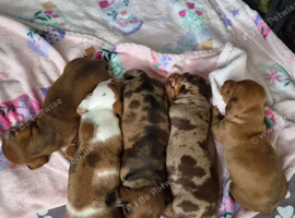 Minature Dachshunds