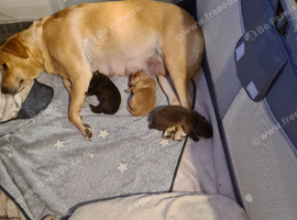 3 beautiful puppies