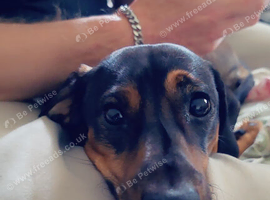 Beautiful 9 month old pup