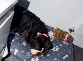 Beautiful female English bulldog
