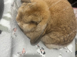 Flopsy- Female light brown lop