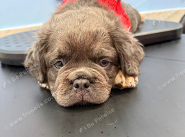 Chocolate Male Fluffy French Bulldog