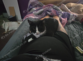 Female Kitten and Adult Male