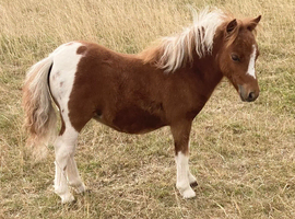Shetland Mini Filly Foal