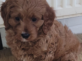 F1 Cavapoo 1st Generation
