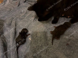 Kittens for sale